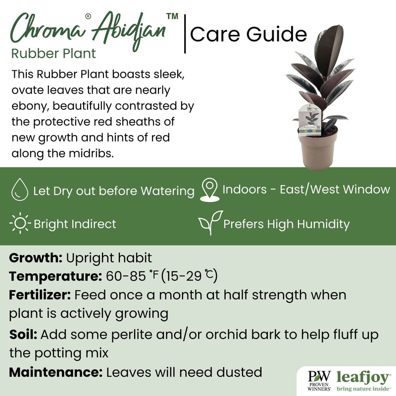 leafjoy® Chroma® Abidjan Rubber Plant detailed care information.