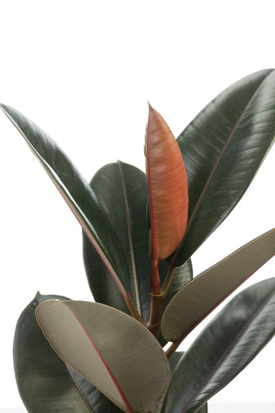 leafjoy Chroma Abidjan Rubber Plant up close.