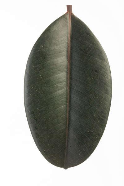 leafjoy Chroma Abidjan Rubber Plant in macro.