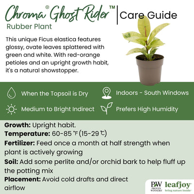 leafjoy® Chroma® Ghost Rider™ Rubber Plant detailed care information.