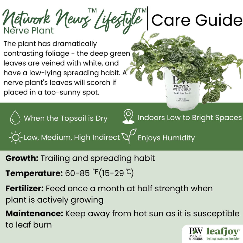 leafjoy® Network News™ Lifestyle™ Nerve Plant detailed care information.