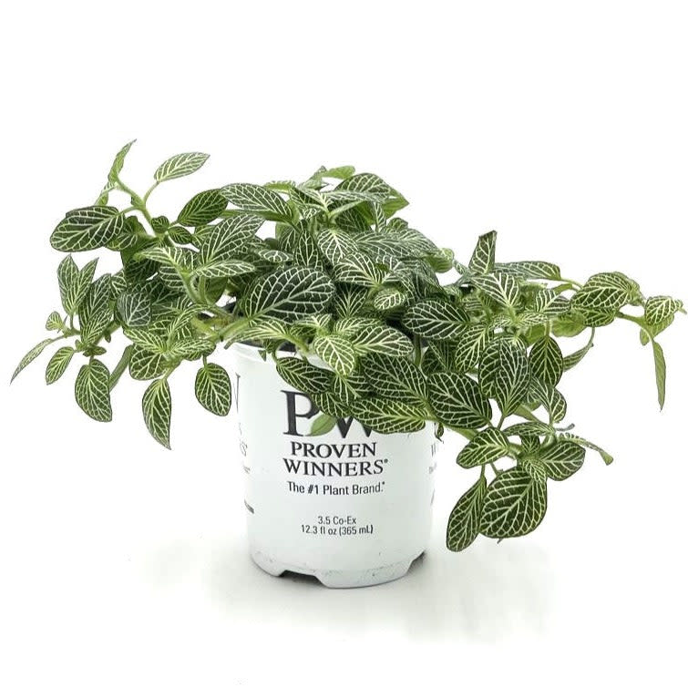 leafjoy Network News Lifestyle Nerve Plant in container.