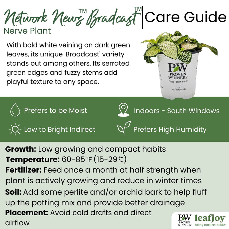 leafjoy® Network News™ Broadcast™ Nerve Plant detailed care information.