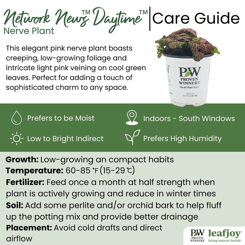 leafjoy® Network News™ Daytime™ Nerve Plant detailed care information.