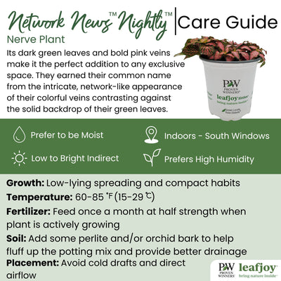 leafjoy® Network News™ Nightly™ Nerve Plant detailed care information.