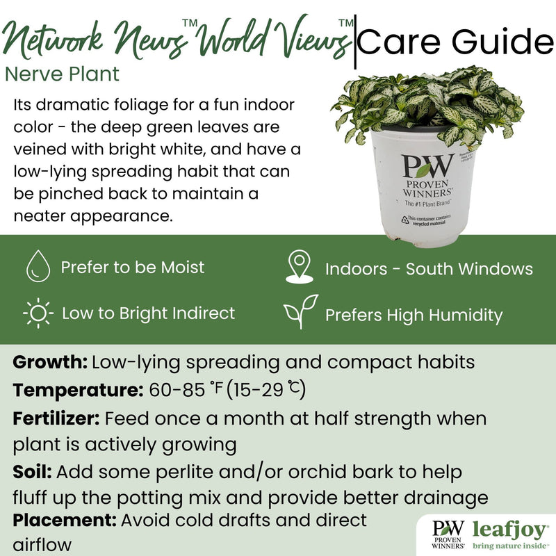 leafjoy® Network News™ World Views™ Nerve Plant detailed care information.