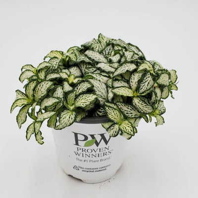 leafjoy Network News World Views Network News World Views Nerve Plant in container.