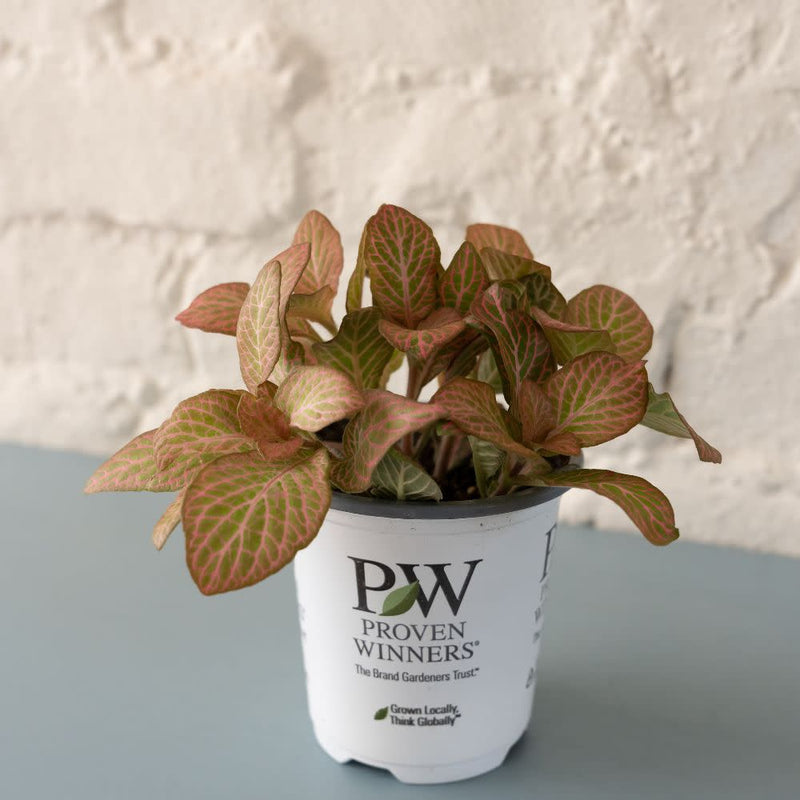 leafjoy littles™ Network News™ Dispatch™ Nerve Plant (Fittonia albivenis)