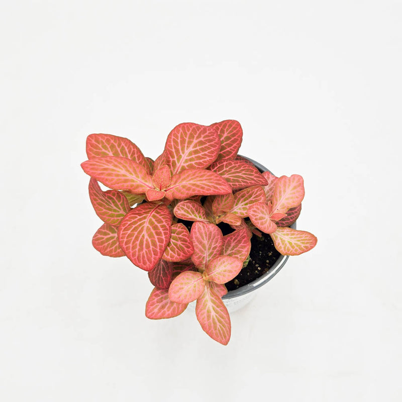 leafjoy littles™ Network News™ Dispatch™ Nerve Plant (Fittonia albivenis)