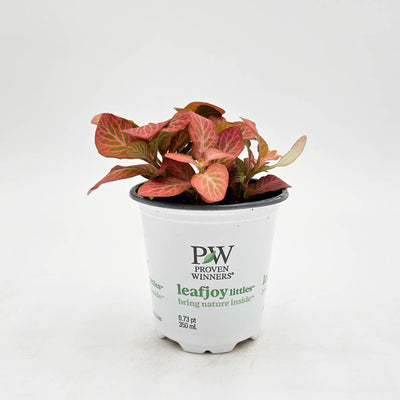 leafjoy littles™ Network News™ Dispatch™ Nerve Plant (Fittonia albivenis)