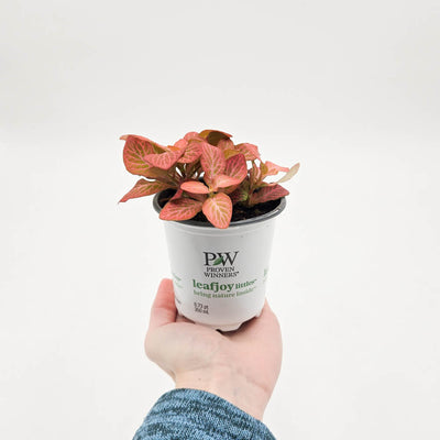 leafjoy littles™ Network News™ Dispatch™ Nerve Plant (Fittonia albivenis)