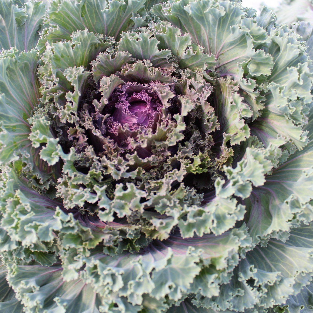 Limited Edition Royale™ | Proven Selections® Mix Kale (Brassica oleracea)