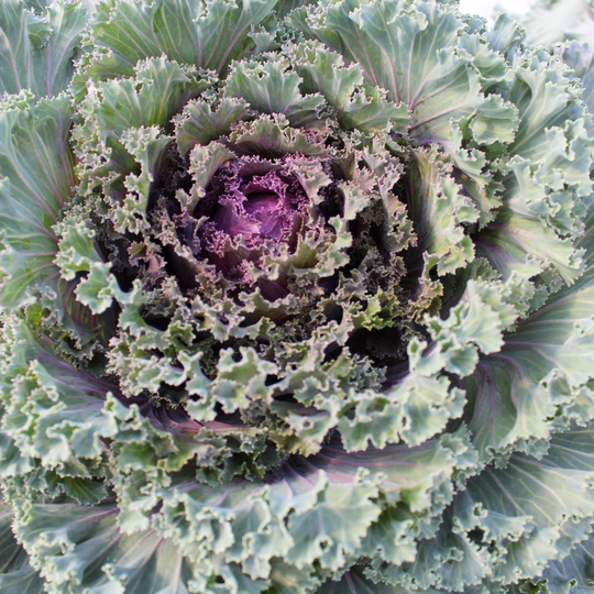 Limited Edition Royale™ | Proven Selections® Mix Kale (Brassica oleracea)