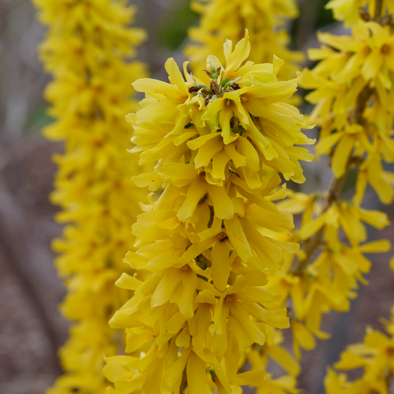 Show Off Sugar Baby Show Off Sugar Baby Forsythia up close.