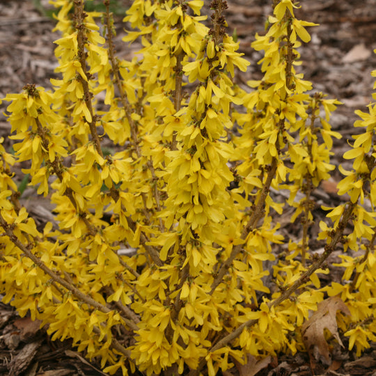 Show Off® Sugar Baby® Forsythia (Forsythia sp.)
