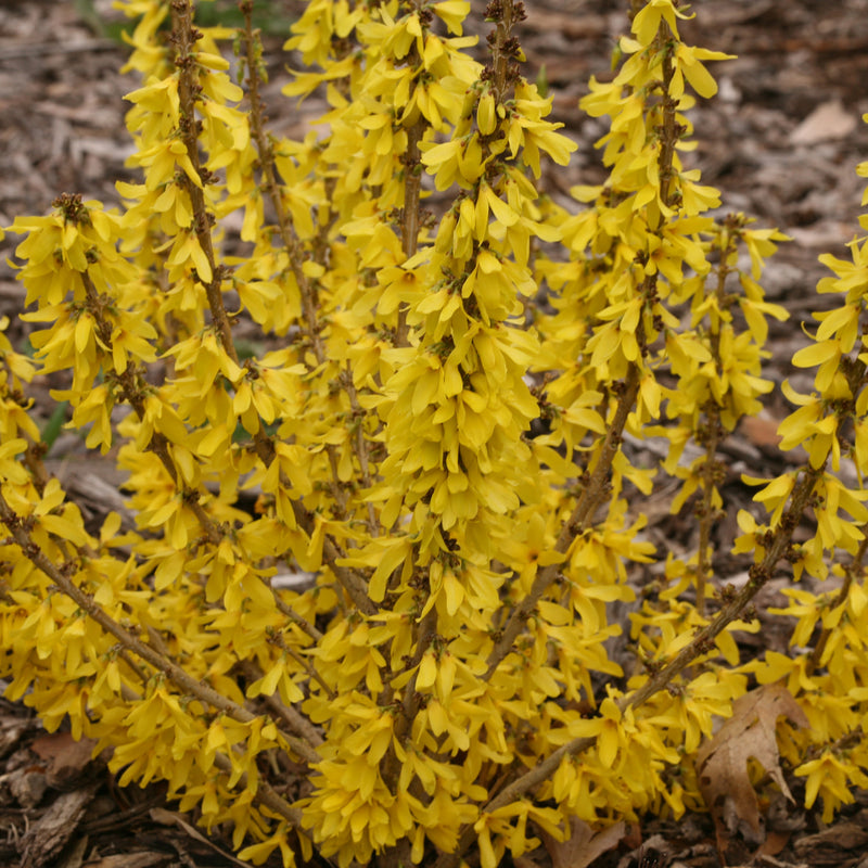 Show Off Sugar Baby Forsythia up close.