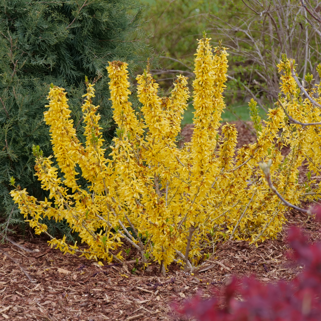 Show Off® Sugar Baby® Forsythia (Forsythia sp.)