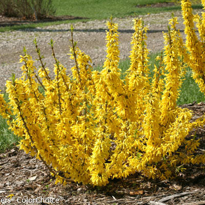 Show Off Sugar Baby Forsythia in use.