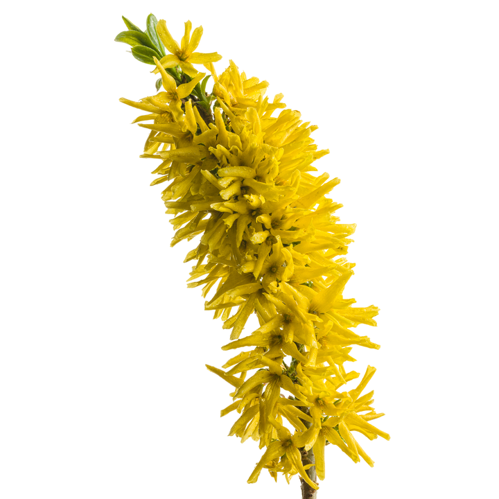 Show Off® Sugar Baby® Forsythia (Forsythia sp.)