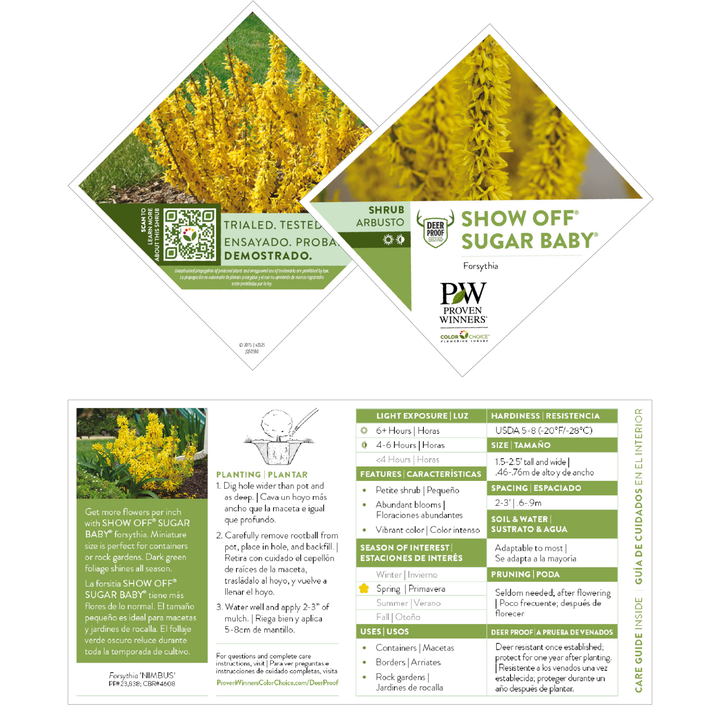 Show Off® Sugar Baby® Forsythia (Forsythia sp.)