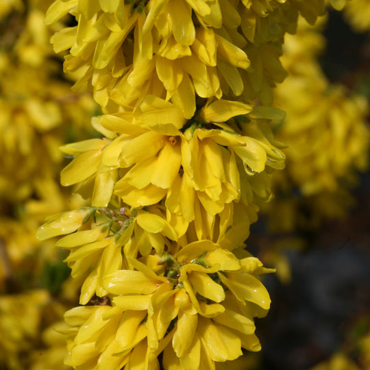 Show Off Starlet® Forsythia (Forsythia x)