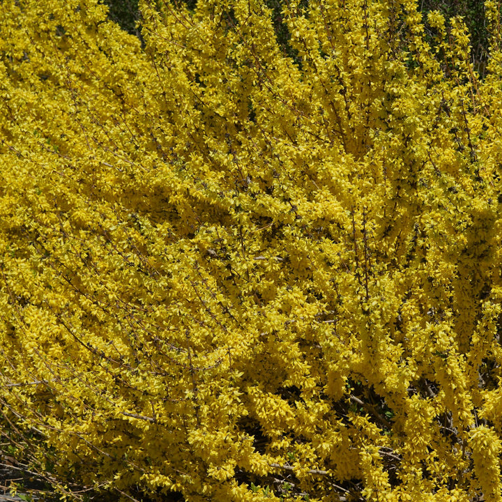 Show Off Starlet® Forsythia (Forsythia x)