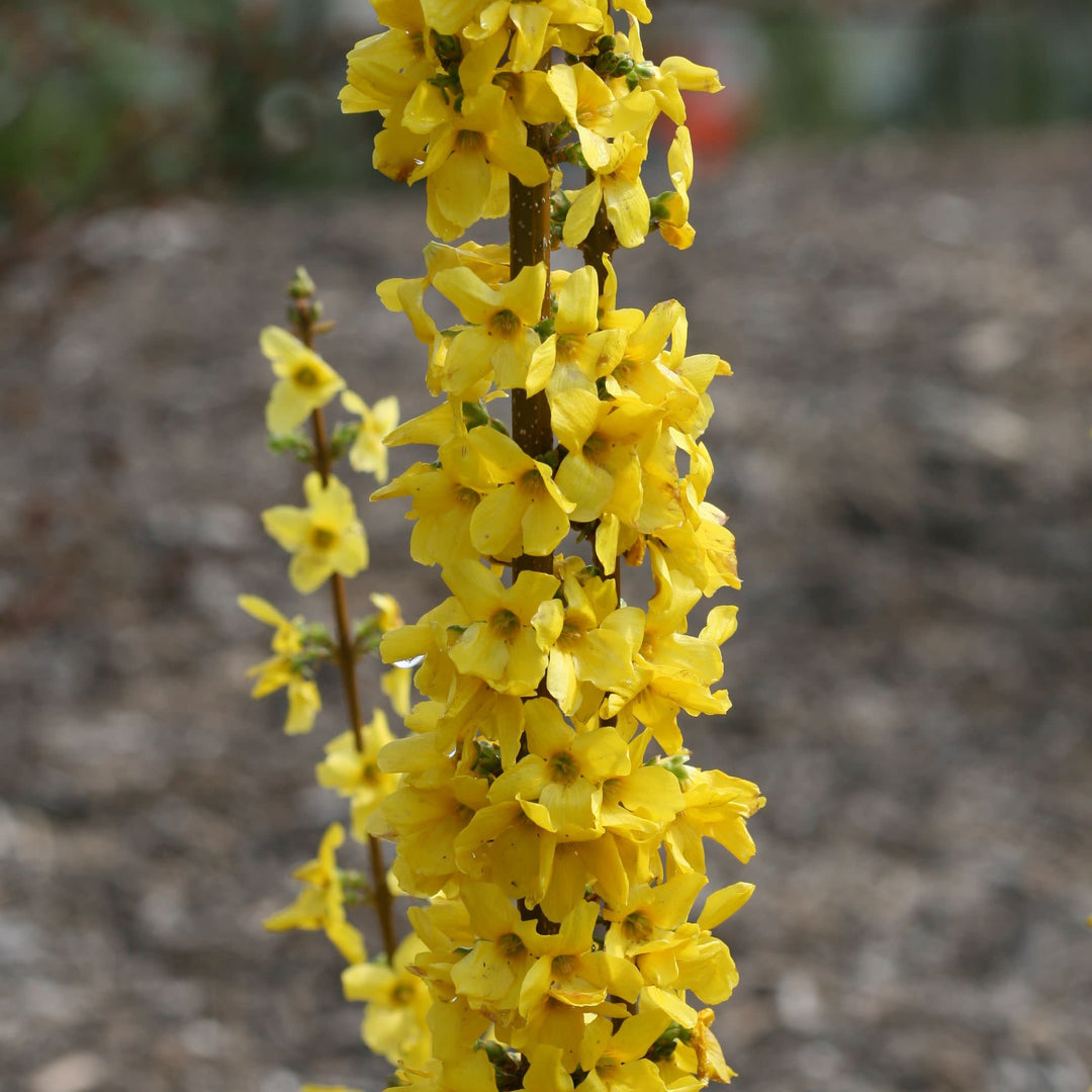 Show Off Starlet® Forsythia (Forsythia x)