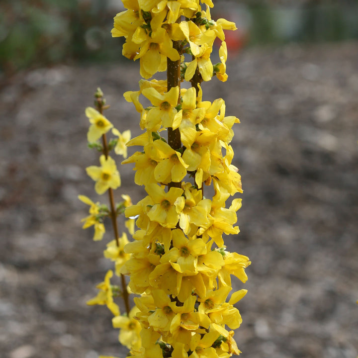 Show Off Starlet® Forsythia (Forsythia x)