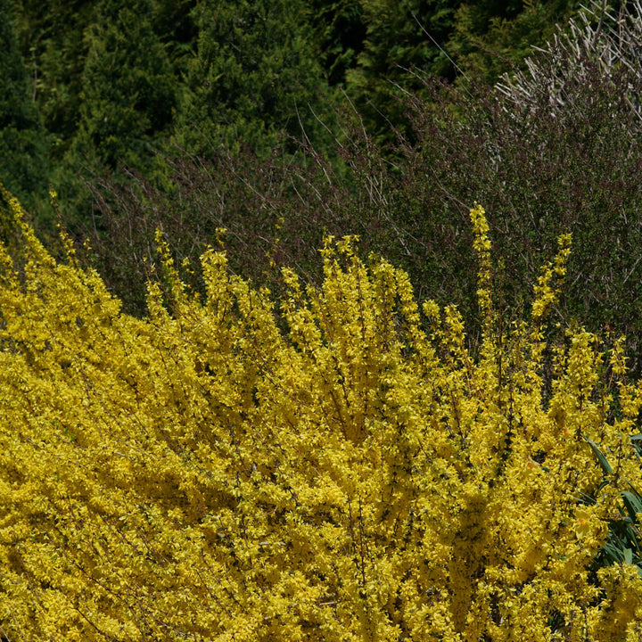 Show Off Starlet® Forsythia (Forsythia x)
