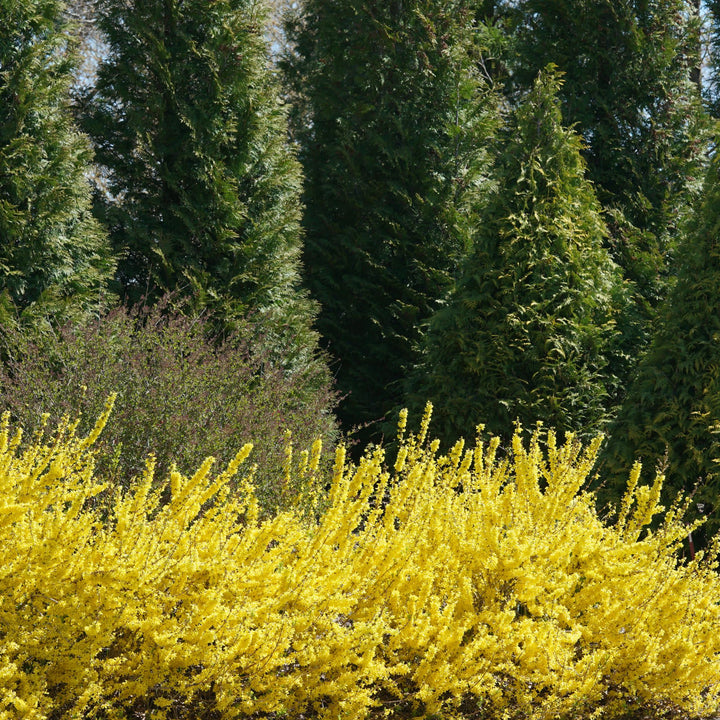Show Off Starlet® Forsythia (Forsythia x)