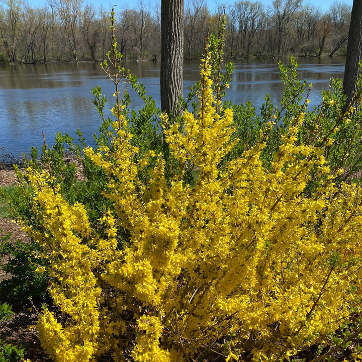 Show Off Starlet® Forsythia (Forsythia x)