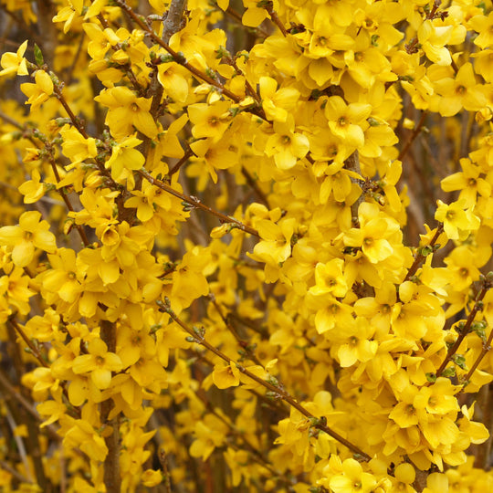 Show Off® Forsythia (Forsythia x intermedia)