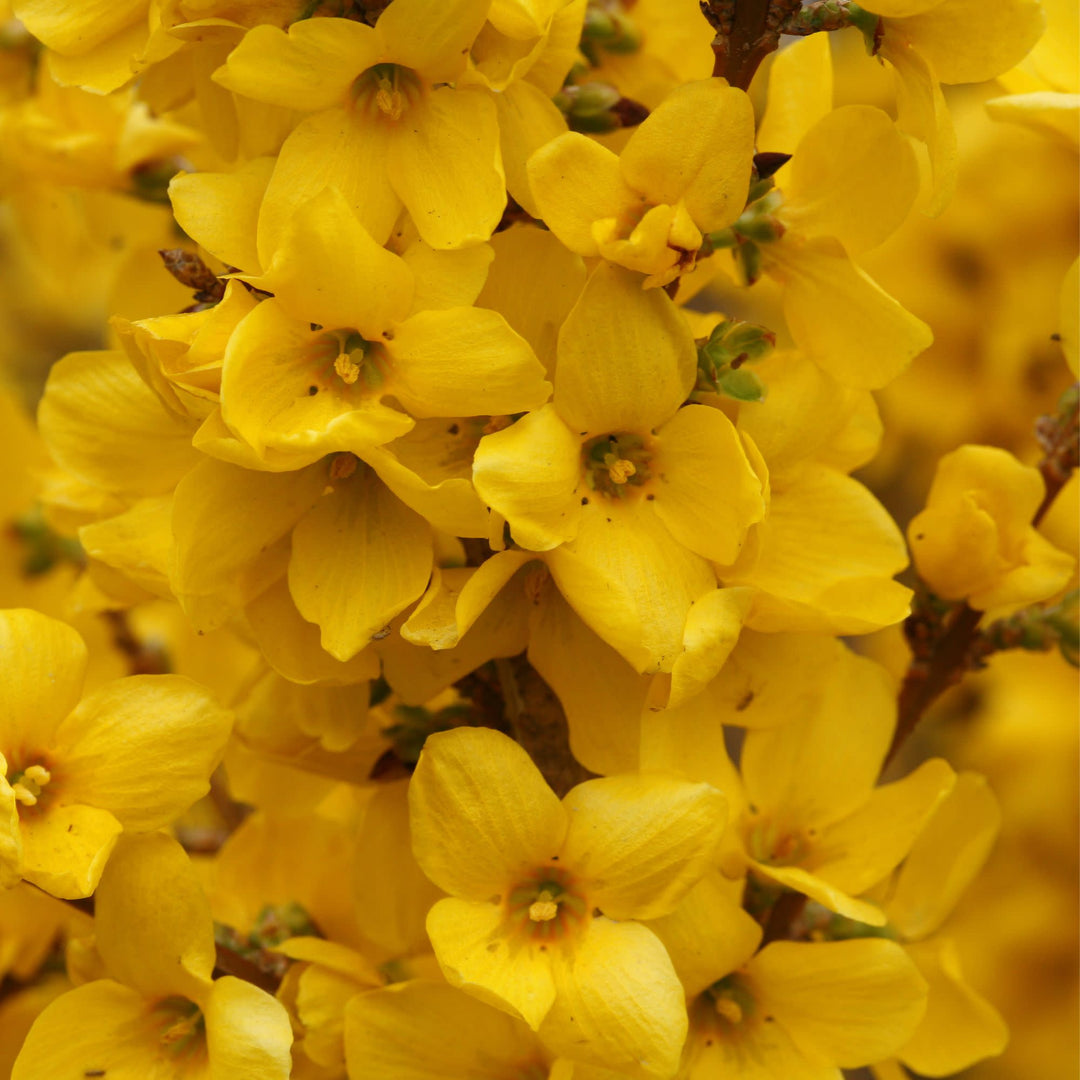 Show Off® Forsythia (Forsythia x intermedia)