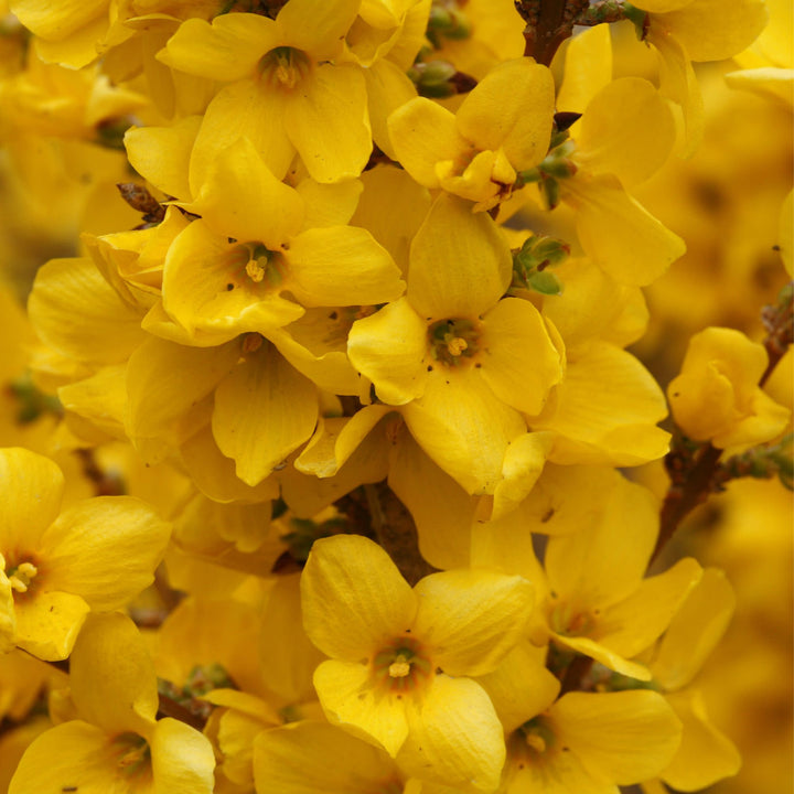 Show Off® Forsythia (Forsythia x intermedia)