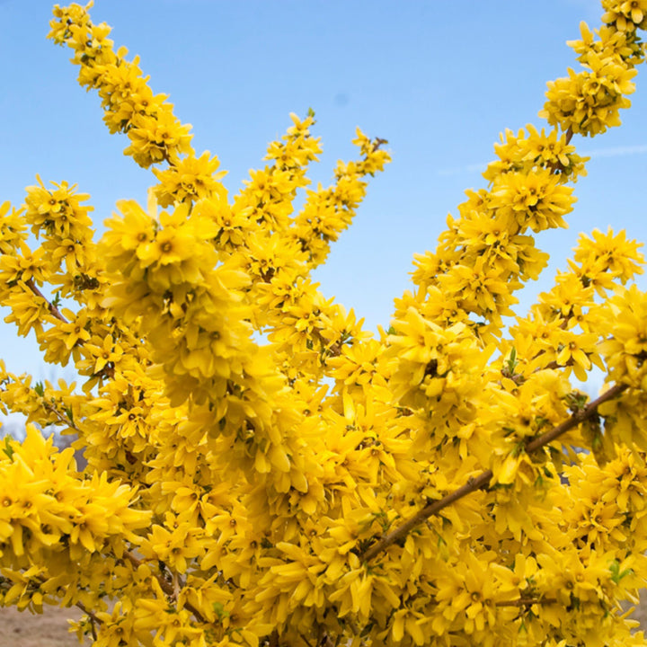Show Off® Forsythia (Forsythia x intermedia)
