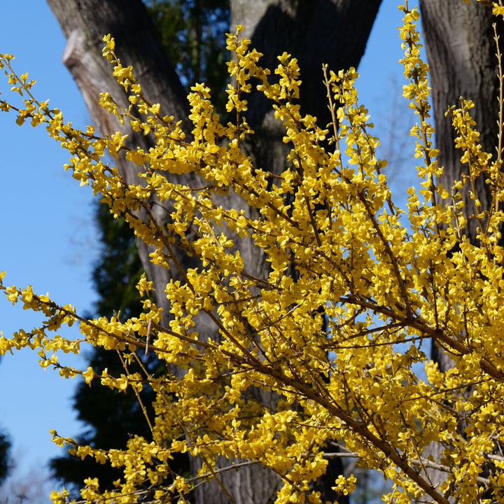 Show Off® Forsythia (Forsythia x intermedia)