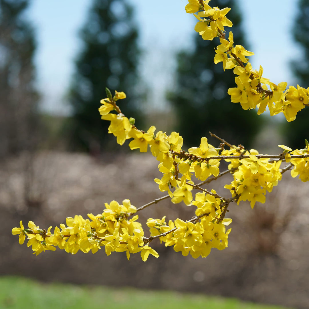 Show Off® Forsythia (Forsythia x intermedia)