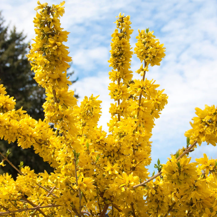 Show Off® Forsythia (Forsythia x intermedia)