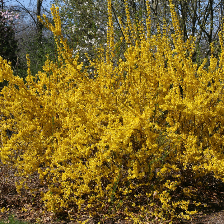 Show Off® Forsythia (Forsythia x intermedia)