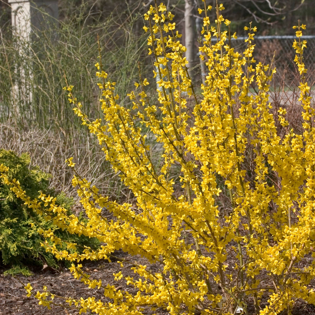 Show Off® Forsythia (Forsythia x intermedia)