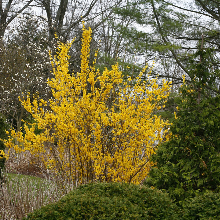 Show Off® Forsythia (Forsythia x intermedia)