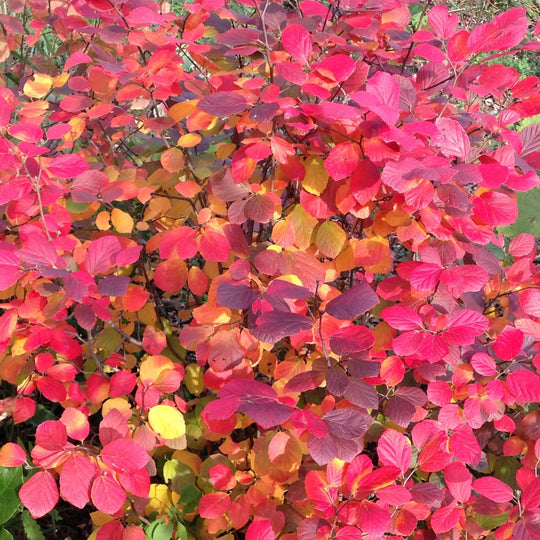 Legend Of The Fall® Bottlebrush (Fothergilla x intermedia)