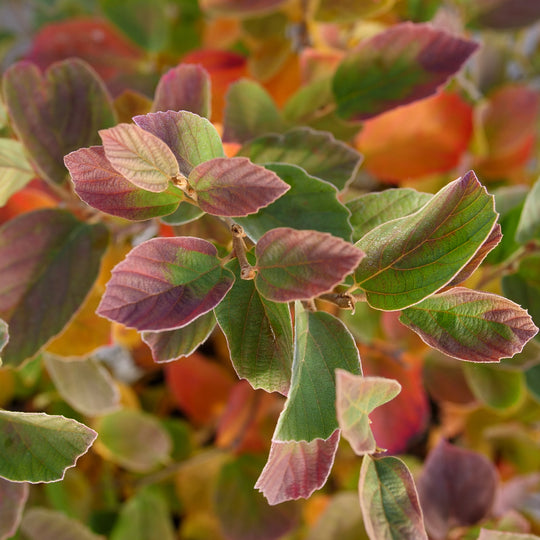 Legend Of The Small® Bottlebrush (Fothergilla x intermedia)