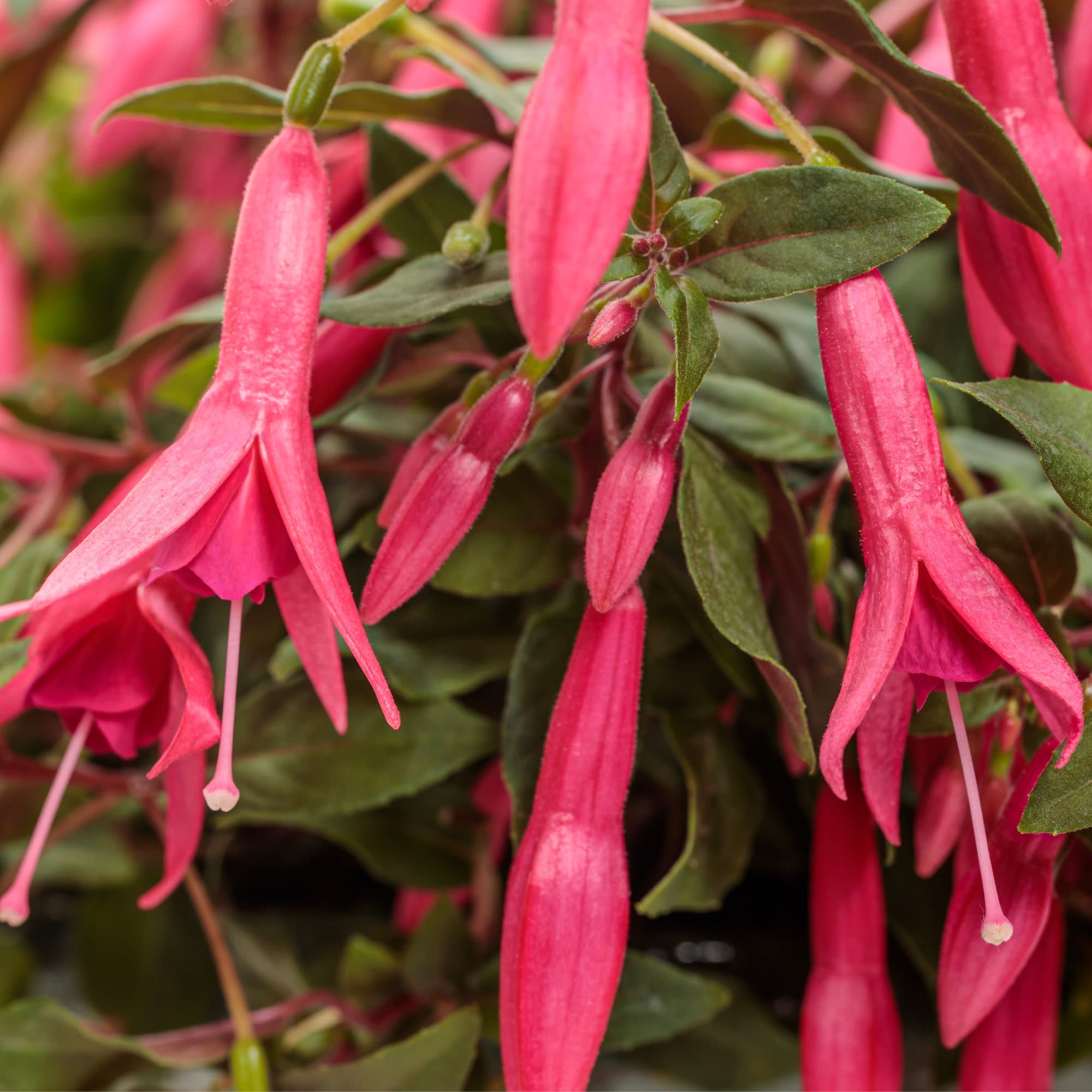 Fuchsia | Sun Pendants™ Hot Pink | Proven Winners® Annuals