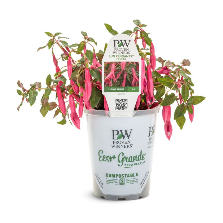 Sun Pendants™ Hot Pink Fuchsia (Fuchsia hybrid) | Proven Winners® New Variety 2027