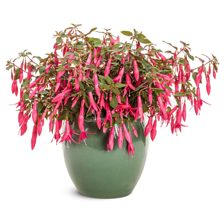 Sun Pendants™ Hot Pink Fuchsia (Fuchsia hybrid) | Proven Winners® New Variety 2027