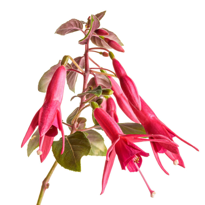 Sun Pendants™ Hot Pink Fuchsia (Fuchsia hybrid) | Proven Winners® New Variety 2027