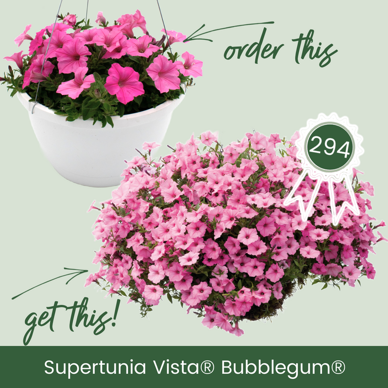 Supertunia Vista® Bubblegum® (Petunia) Mono Hanging Basket