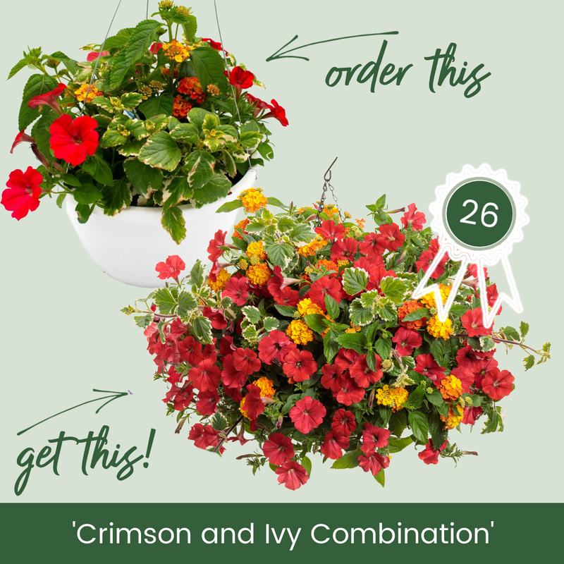 Crimson and Ivy Combination Hanging Basket