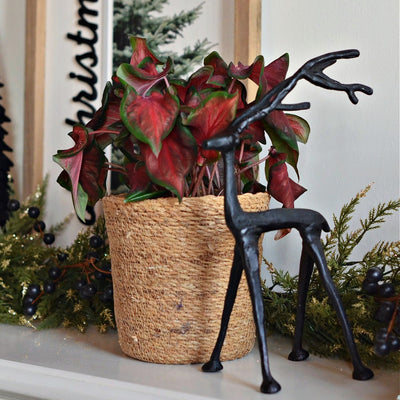Limited Edition Royale | Heart to Heart® Fast Flash™ Christmas Caladium